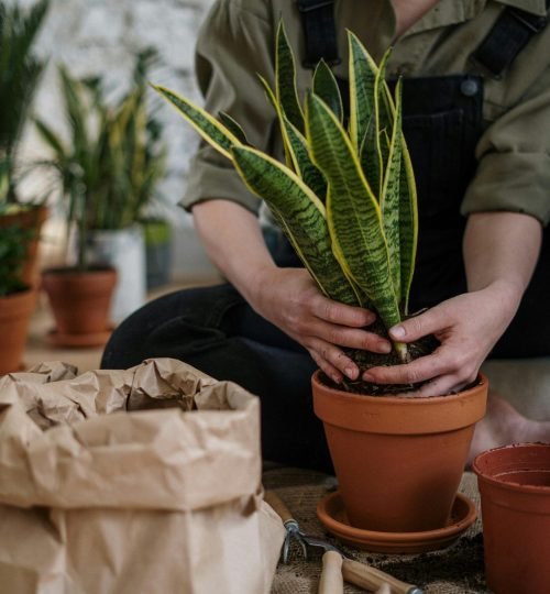 Close-up of a person potting a snake plant indoors, focusing on home gardening.